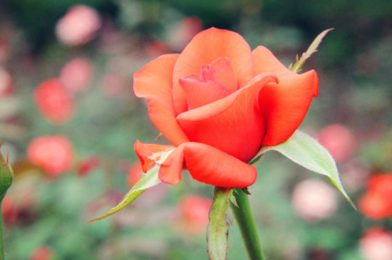 橙色芭比的花语是什么