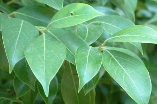 香叶树的种植方法