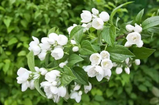 茉莉花枝条干了是怎么回事