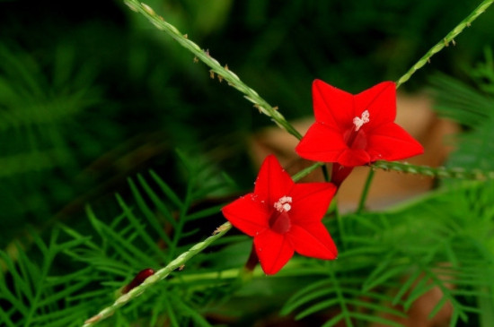 羽叶茑萝从播种到开花要多久