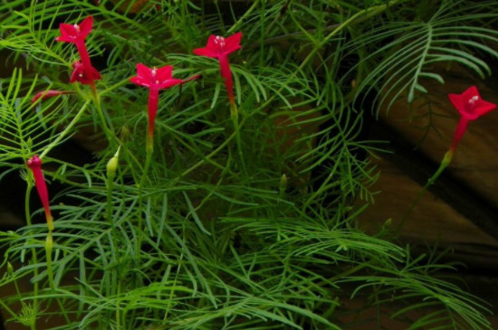羽叶茑萝从播种到开花要多久