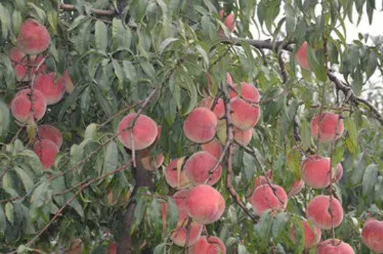 夏季桃树怎样修剪