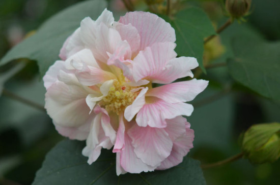 芙蓉花花苞没开就蔫了怎么办