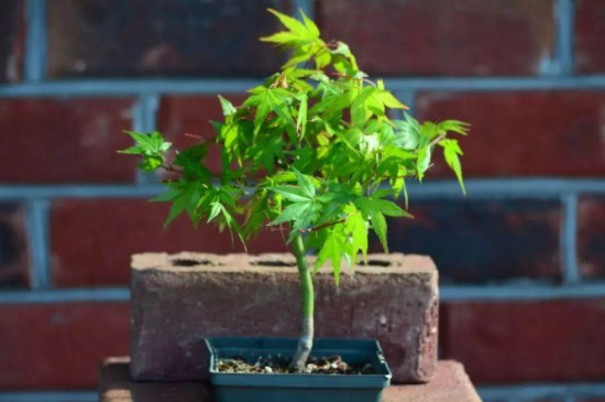 枫树盆景的养殖方法和注意事项