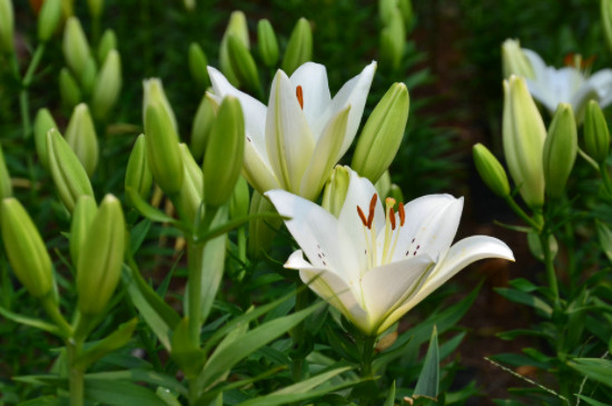 百合花太高了怎么剪