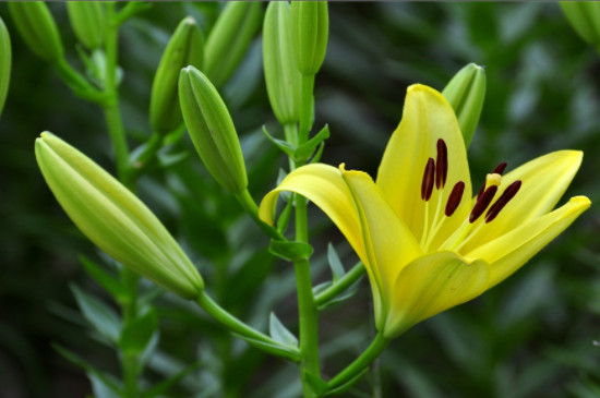 百合花太高了怎么剪