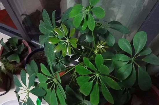 鹅掌兰的种植方法