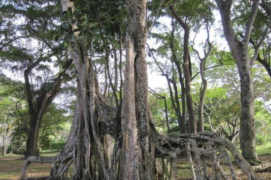 沉香种子播种方法