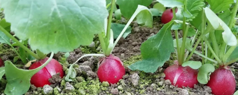 红萝卜几天发芽出土