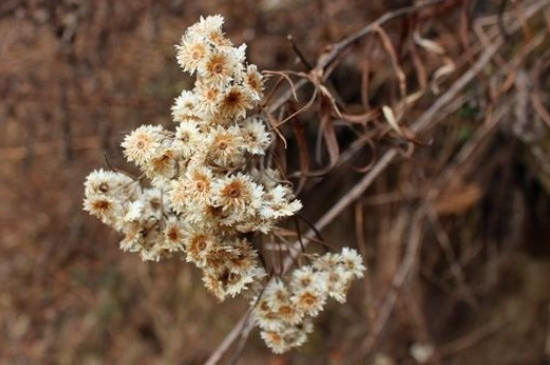 菊花叶子枯萎是什么原因