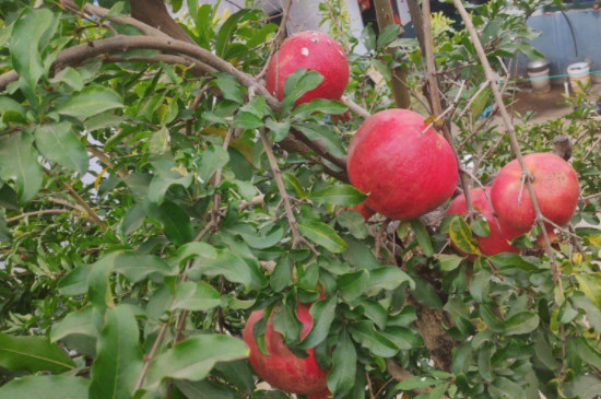 蒙阳红石榴特点