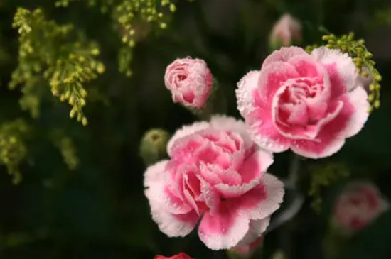 康乃馨的花语是什么意思