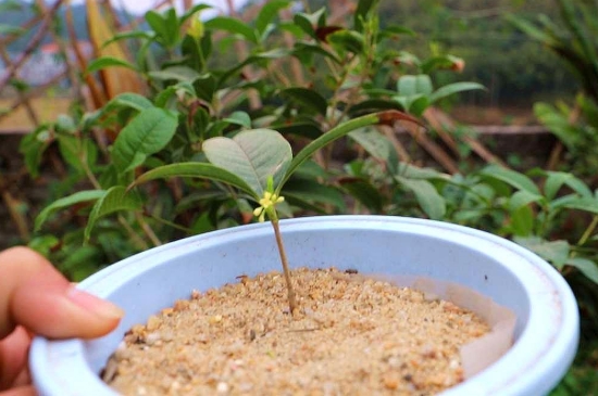 桂花的繁殖方法和时间