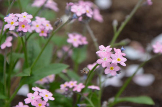 四季春花在室内养有没有毒