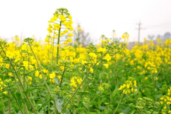 春天种植油菜花需要注意什么