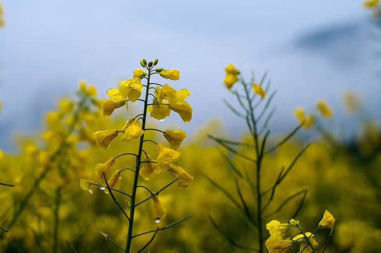 春天种植油菜花需要注意什么