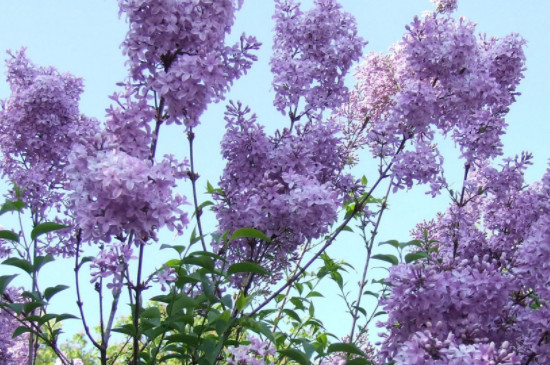 丁香花的五个特点