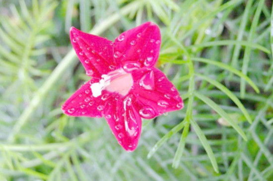 五星花是多年生还是一年长草花