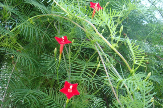 五星花是多年生还是一年长草花