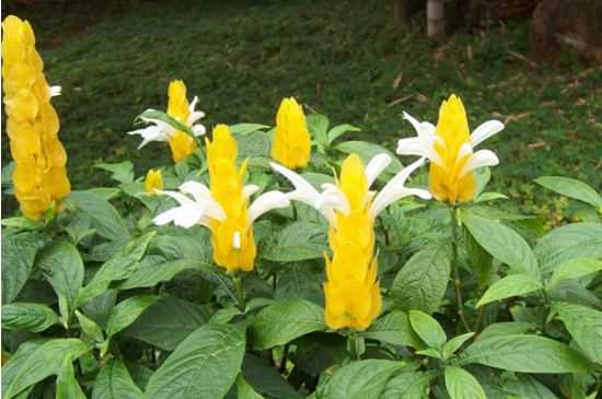 黄金塔花一年开几次花