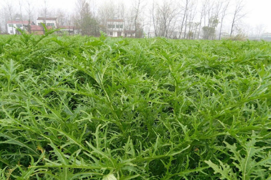 雪里蕻的种植方法和时间