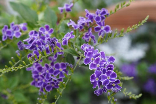 蕾丝金露花的花语