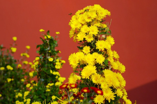 菊花开花的季节