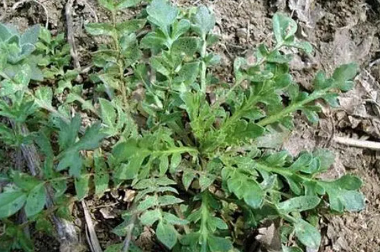 荠菜种子需要浸泡后再种植吗