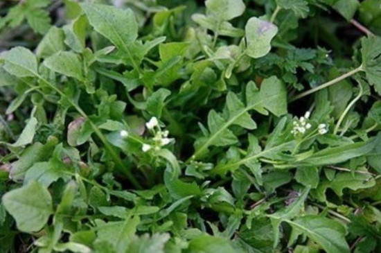 荠菜种子需要浸泡后再种植吗