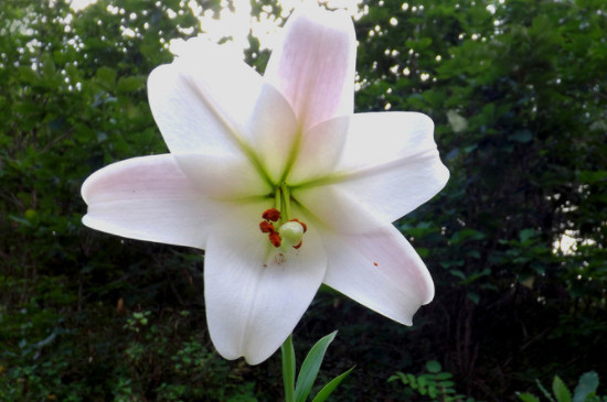 百合开花后怎么处理?