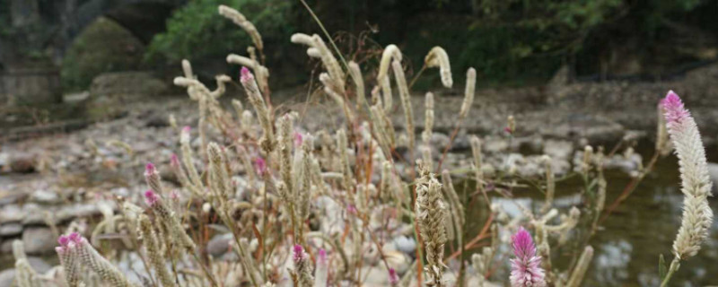 青葙花语是什么