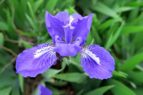 蓝色的花有哪些及花名