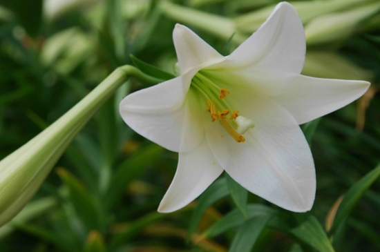 香水百合花怎么养 盆栽