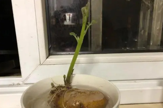 土豆发芽种植盆栽全过程