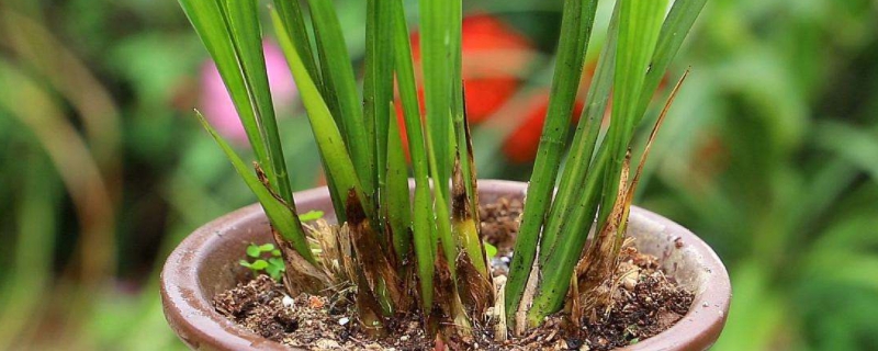 兰花花苞和新芽的区别