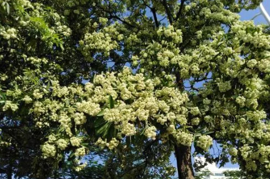 糖胶树和石楠花一样吗