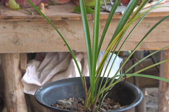 兰花分株的正确方法