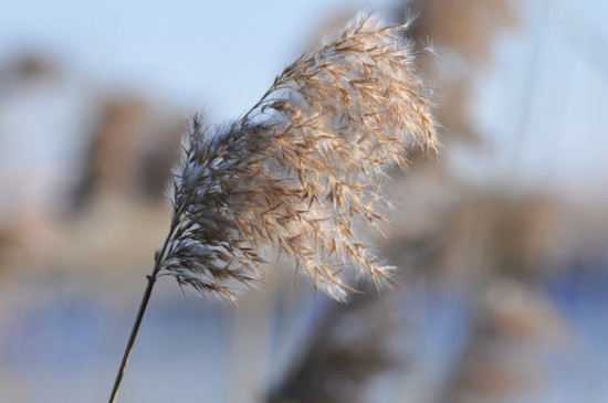 芦花是在什么季节开的