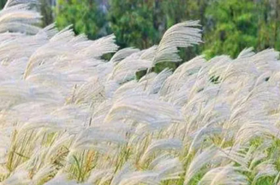 芦花是在什么季节开的