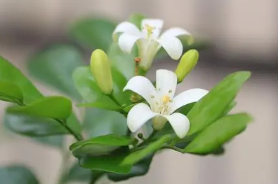 家里养九里香花的好处和坏处