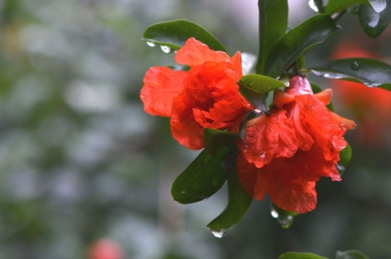 石榴开花季节是夏季吗