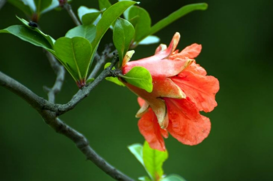 石榴开花季节是夏季吗