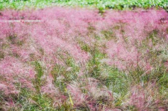 粉黛乱子草的花语