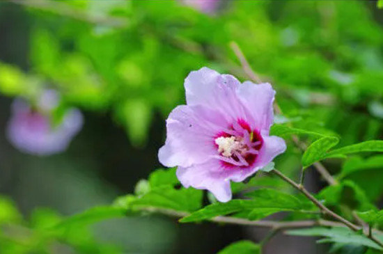 冬季里最耐寒的15种花卉