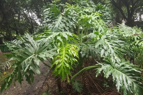 春羽花语及寓意