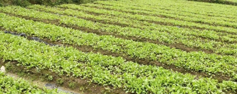 四季小白菜的种植方法和时间