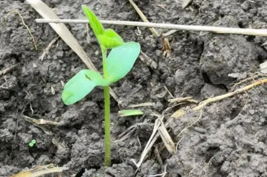 黄豆苗的种植方法步骤
