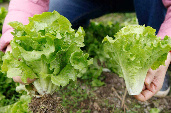 生菜是单子叶植物还是双子叶植物