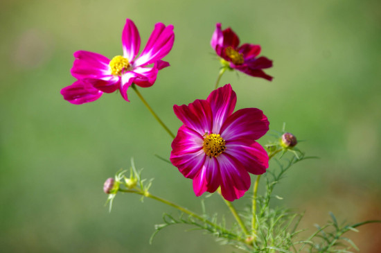 幸福香花的养殖方法