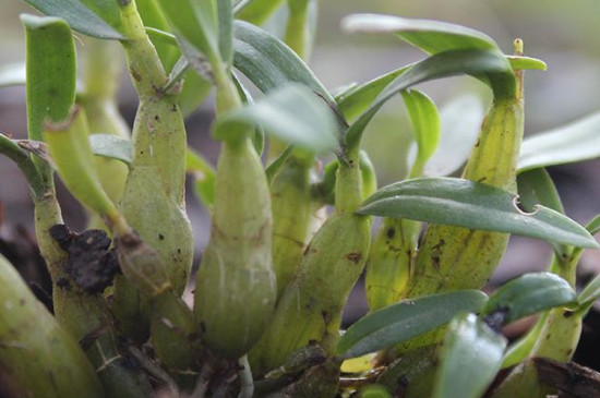 石斛的种植条件与方法